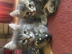 Looking for home for 2 kittens