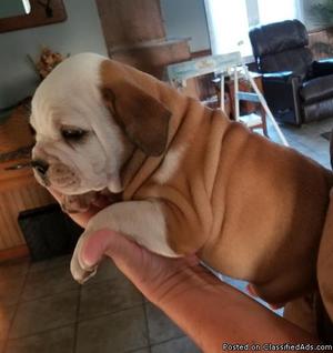 Lovely Akc English bulldog Puppies available