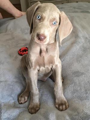 Weimraner puppy for sale