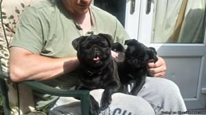 pug puppies up for re homing