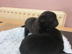 AKC Black Puppies Available