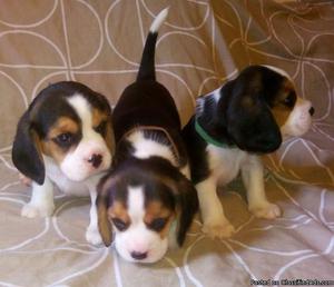 Gorgeous male and female beagle puppies available