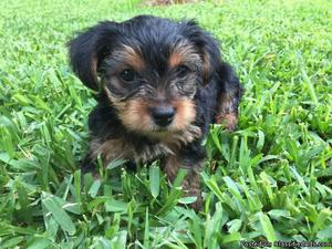 Yorkie to re home