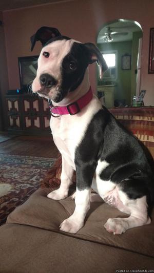 American Bulldog mix