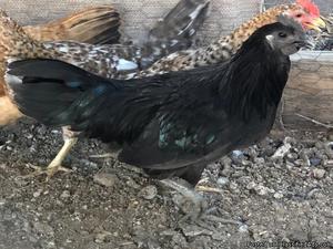 Ayam Cemani Young Rooster