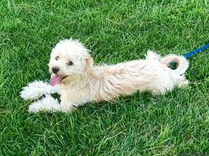 Rehoming Mini Labradoodle
