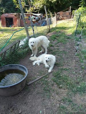 2 Female Great Pyrenees