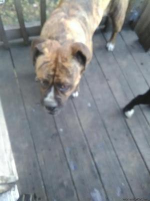 22 months old female Olde English Bulldogge pregnant