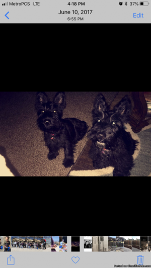 Scottish Terrier pair ready to breed