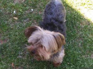 5yr old yorkie for sale
