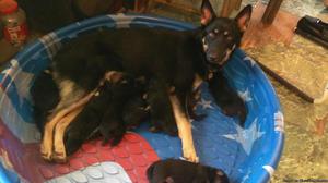 Full blooded German shepherd