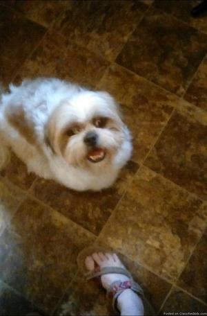 Male shihtzu yr and half old housetrained