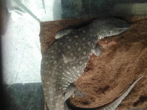 Savannah monitor