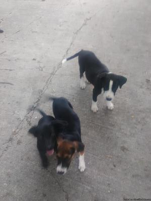 Puppies/need good homes