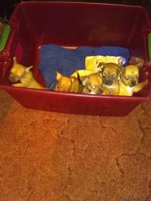 Full blooded Chihuahua puppies