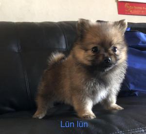 Pomeranian puppy