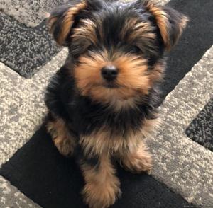 Yorkie male and female ready now !