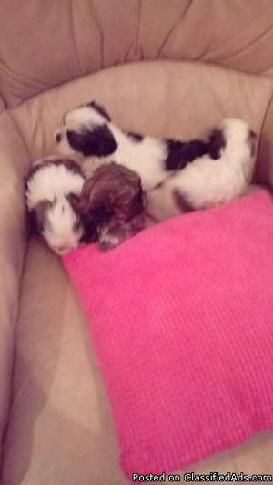 vet check Smartest, two/ Shih Tzu Pups AKC papers, first