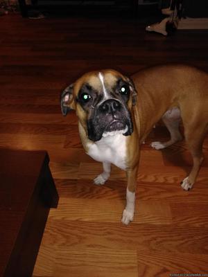 1 Year Old Female Boxer Akc Registered