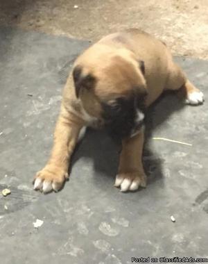 AKC registered, fawn and white, female boxer puppies