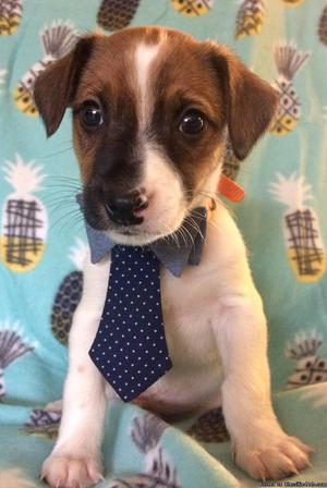 Adorable Jack Russell/Rat Terrier puppies