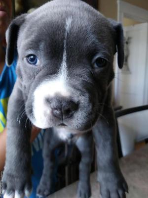 American bully pit puppies