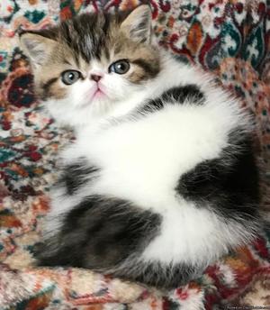 Exotic Shorthair Kittens CFA Registered