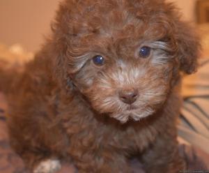 Toy Poodle pups pure breed DNA Certified, Rehoming