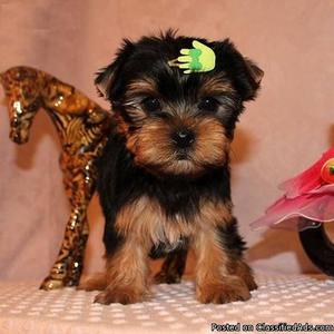 Yorkie