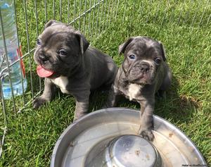 Outstanding French Bull dog puppies ready to go