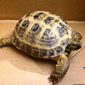 Russian Tortoise