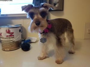 AKC miniture Schnauzer