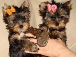 Adorable Yorkie Puppies us at text