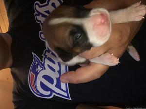 Akc boxer Puppys