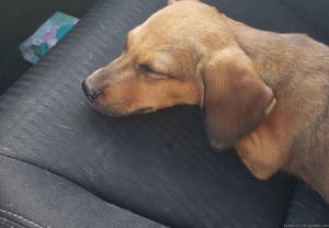 Beagle/hound mix puppy