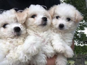 Bichon puppies