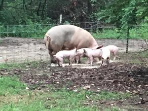 Boar piglets
