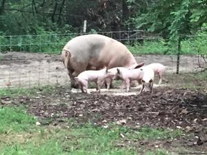 Boar piglets