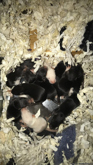 Fancy rats for sale, breeders and rescues