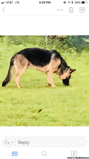 German Shepherd puppies