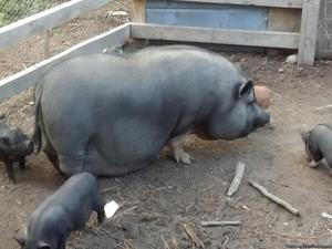 Grown Female Potbelly pig