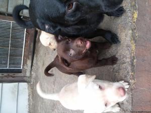 Rehoming puppies today Labrador retriever