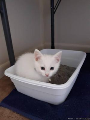Russian White Male Kitten 8 Weeks old