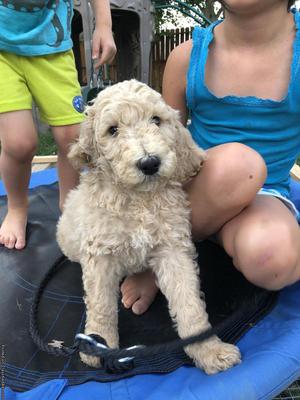 Standard poodle puppies