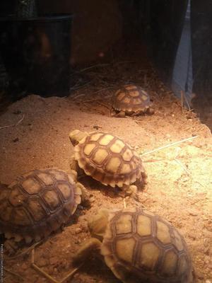 Sulcata Tortoise Hatchlings