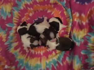 Yorkietzu Puppies CKC