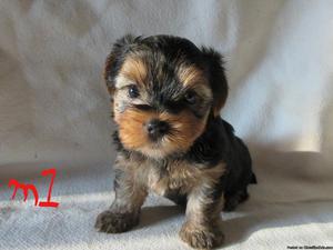 yorkies for sale akc