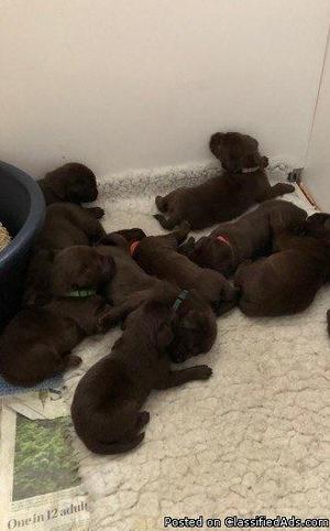 Excellent Quality Chocolate Labrador Puppies