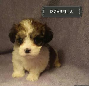 Maltier Mix Female Pup