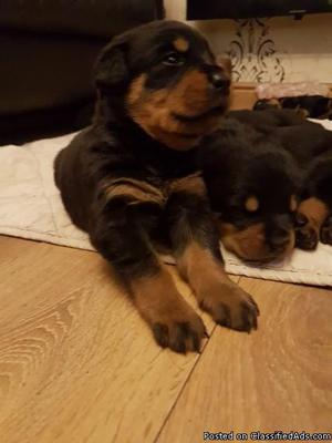 Super adorable Rottweiler puppies. So gentle and